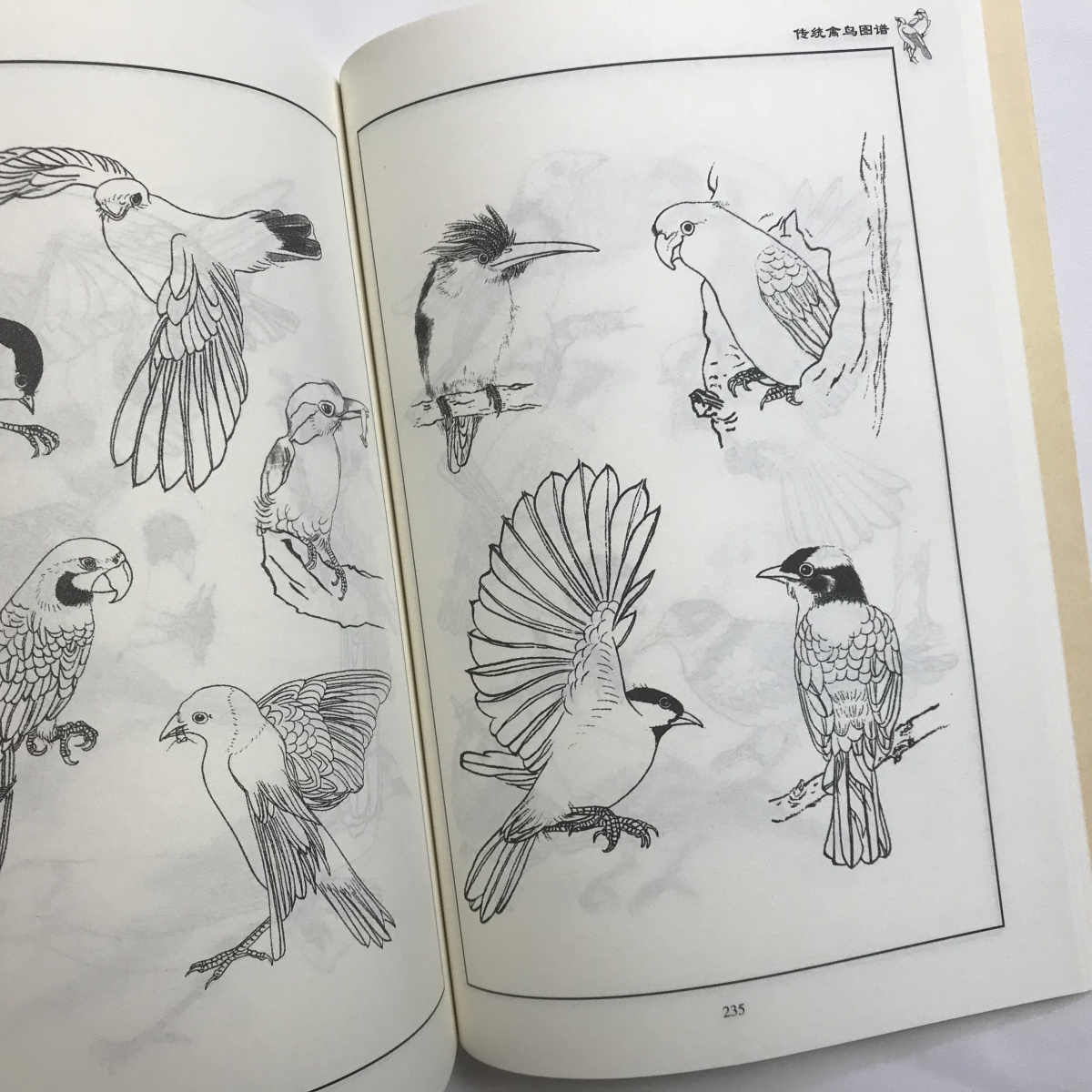 鹦鹉救火的传说| 中国情怀| 知其不可为而为之| 家国情怀| 大纪元, image size:1200x1200