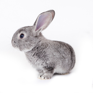 兔子活物宠物比利时小白兔活体新西兰肉兔家养种兔公主兔包邮幼兔