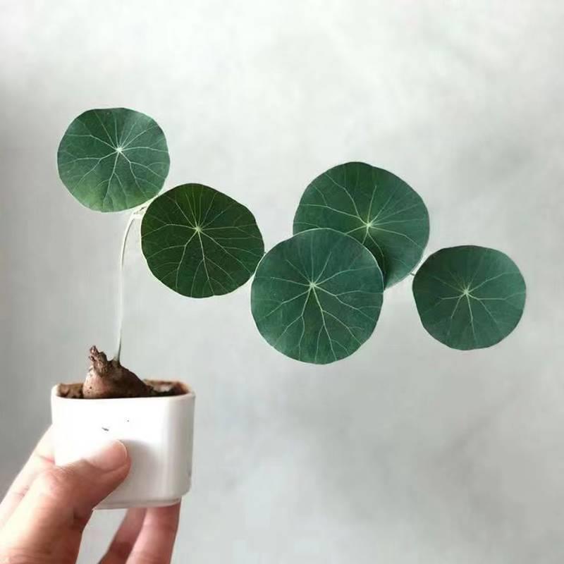 One-Leaf Turtle Plant, Not a Climbing Red Vine, Turtle Root Plant, Soil Cultivation, Landscaping, Living Room, Office Desk, Green Plant Pot