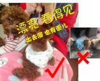 Pe Turin Pad Pad от Dog Cat E Creme Tu для реализации на подгузниках PE VP OT MAT