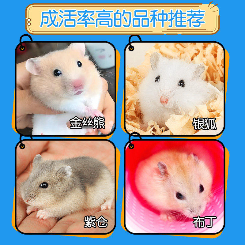 宠物新手必备，萌宠首选 🐹家养小仓鼠金丝熊小型可爱活体鼠类宠物-仓鼠-淘宝好物网