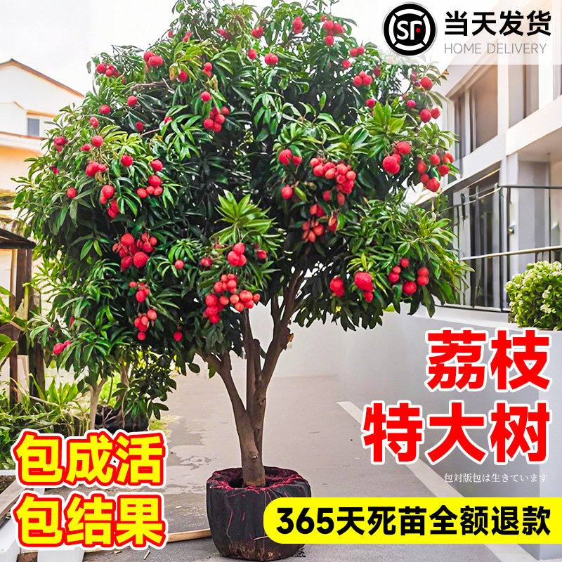 特大号荔枝树苗嫁接苗无核桂味冰荔糯米糍果树果苗适合南北方庭院种植吗?-果树-淘宝好物网