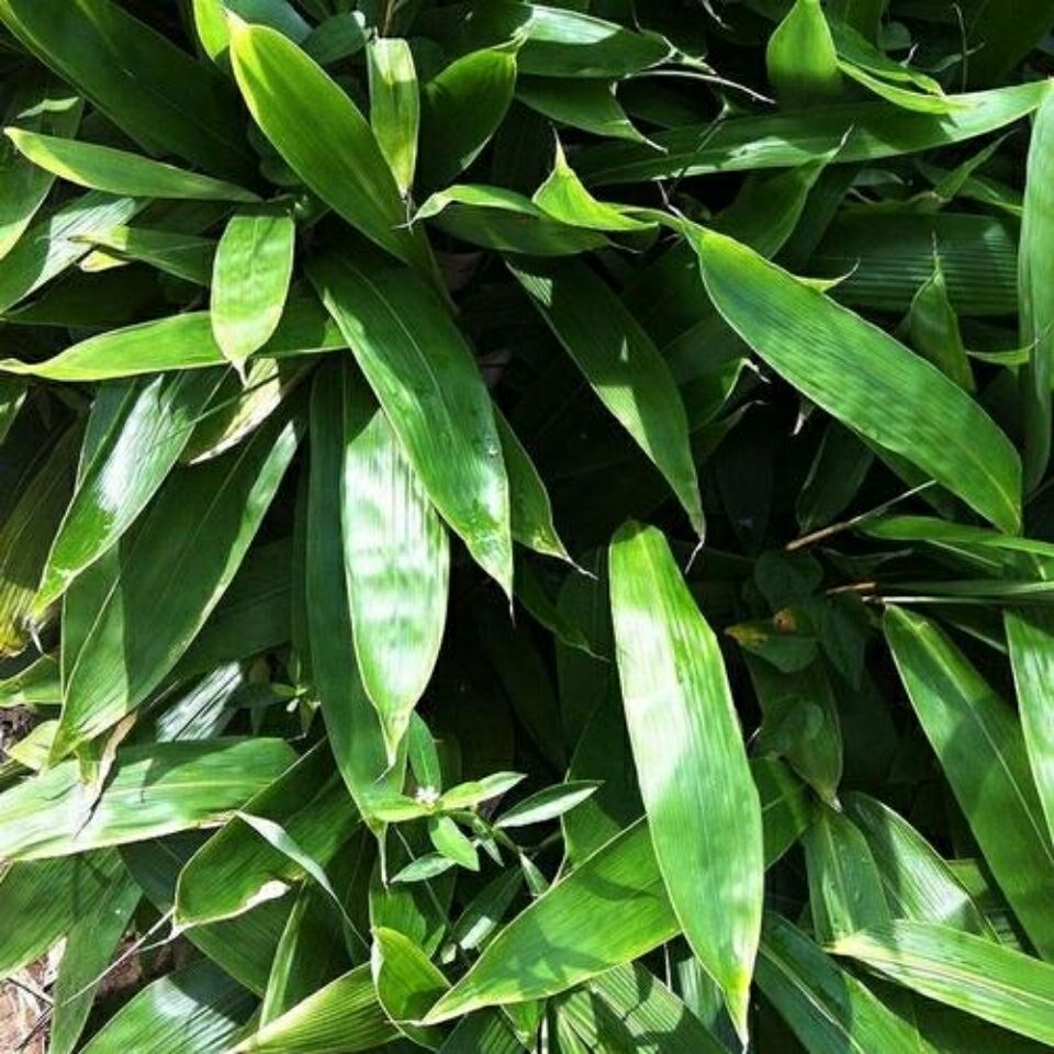 Bamboo leaf seedlings, leaves, big leaf, bamboo leaf seedlings, wild medaka leaf seedlings, ruo leaf seedlings, garden evergreen plants