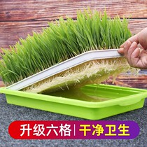 Cat and grass seed hydroponic cat grass potted cat grass potten grass seed cat snack