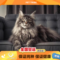 Maine Coon cat Russian kitten purebred giant pet kitten live long-haired silver tabby gold tabby cat cattery