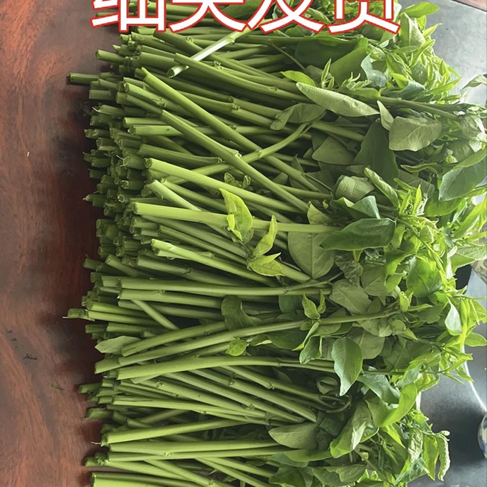 广东海南潮汕茂名树仔菜五指山野菜潮汕树菜天绿香泰国枸杞鲜现摘:舌尖上的自然美味,探寻野菜的秘密-叶菜类-淘宝百科网
