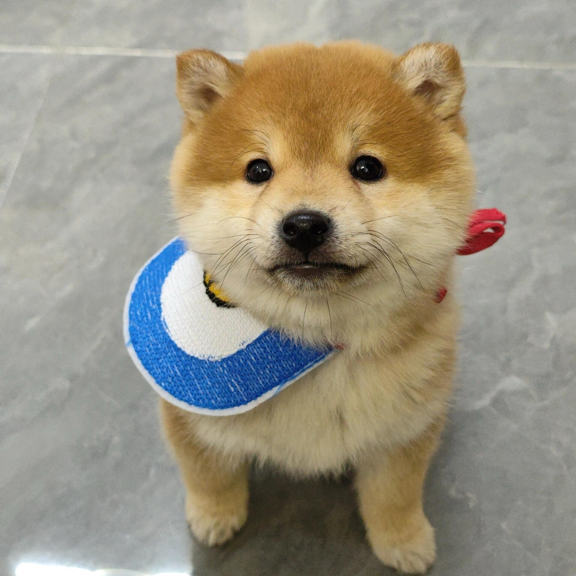 云南犬舍纯种日本柴犬幼犬活体｜双血统黑色豆柴值得入手吗？-狗狗-淘宝百科网