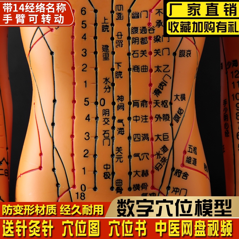 伝統的な中国医学の人間の鍼灸のポイントのモデル図全身超クリア12の経絡人間の形をしたシリコン針刺し小さな革の男