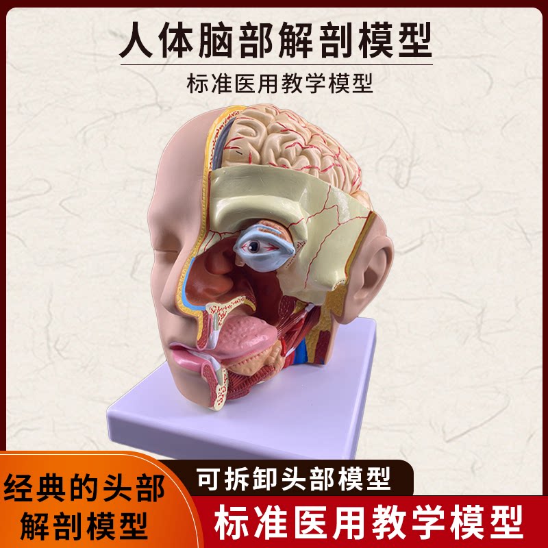 人体头部解剖模型脑颅结构组织口腔鼻咽喉脑动脉血管医学教学玩具
