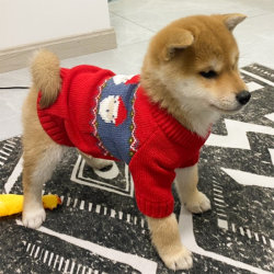 Dog Clothes Puppy Winter Fall and winter Pet Winter Clothes Autumn Teddy Small Size Dogs Winter Puppy Chai Dog Sweater
