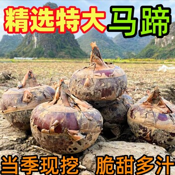The first fresh extra-large lipu water chestnuts grown in 25 years