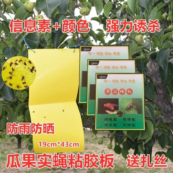 Melon Fruit Fly Sticky plate Trapping The Fly Sticky Insect Board Fruit Tree Melon Orchard Special Fruit Fly Paper Appliquer Beetroot Trap