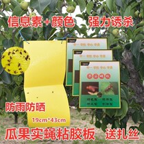 Melon Fruit Fly Viscose Plate Luticus Fly Sticky Insect Board Fruit Tree Melon Orchard Special Fruit Fly Paper Appliquer Beetroot Trap