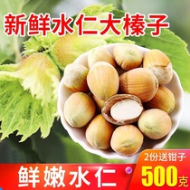 Big hazelnut Northeast specialty seasonal fresh water kernel green skin raw hazelnut green skin original flavor daily nuts special for pregnant women