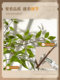 High-End Luxury Artificial Green Plant, Nandina Bamboo Floor-Standing Potted Plant, Fake Flower Tree, Indoor Living Room Decoration, Faux Plant