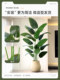High-End Luxury Artificial Green Plants, Traveler's Banana Indoor Potted Plants, Living Room High-End Simulated Plants, Bird of Paradise Landscaping Artificial Trees