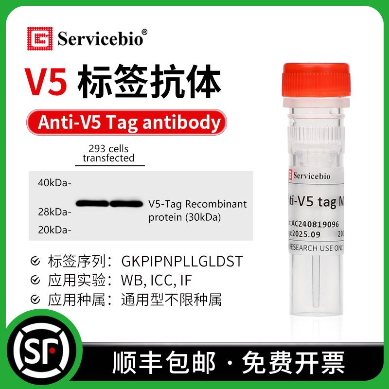 V5 标签抗体Anti-V5 Tag antibody 小鼠 mAb GKPIPNPLLGLDST标签