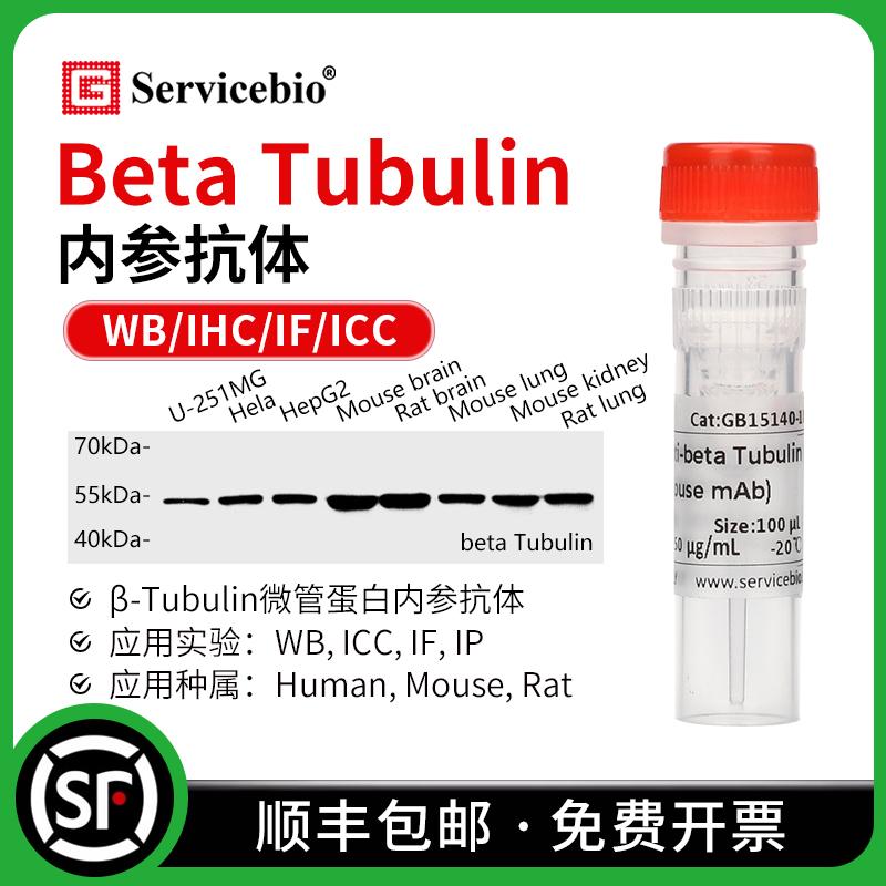 beta Tubulin 内参抗体 &beta;-Tubulin 微管蛋白内参 WB IHC IF ICC