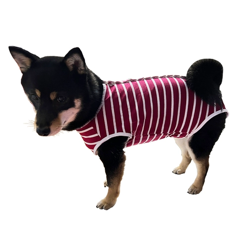 Физиологические штаны для любителей собаки Тедди менструальные брюки против харассии брюки с защитой от прятки