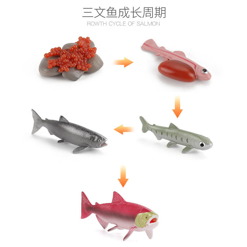 Игрушки-животные 新款仿真实心海龟青蛙蜗牛小鸡动物成长周期幼儿园蒙氏教具模型摆 OTHER