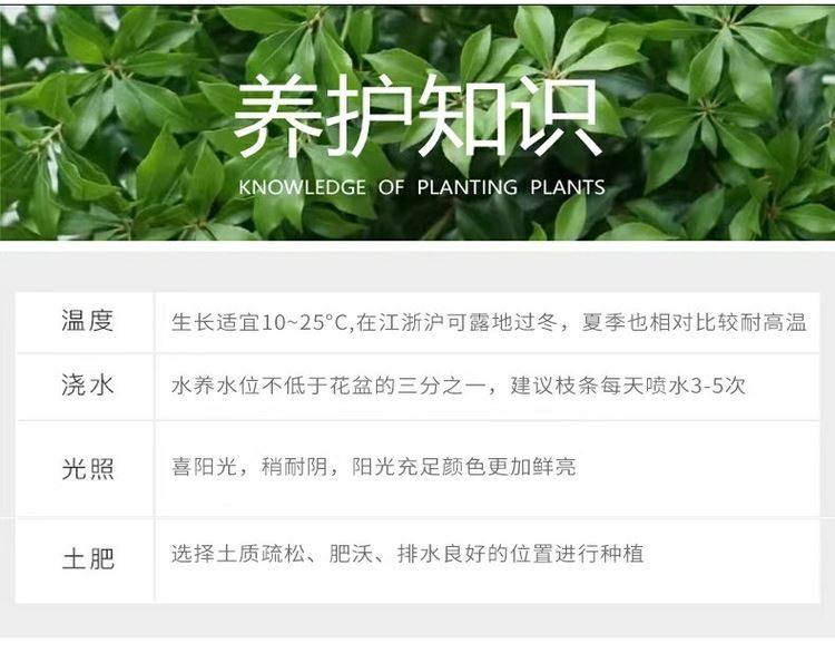 雪柳鲜枝龙柳干枝水养花卉水培植物秋冬室内好养花卉盆栽鲜花插花-阿里巴巴