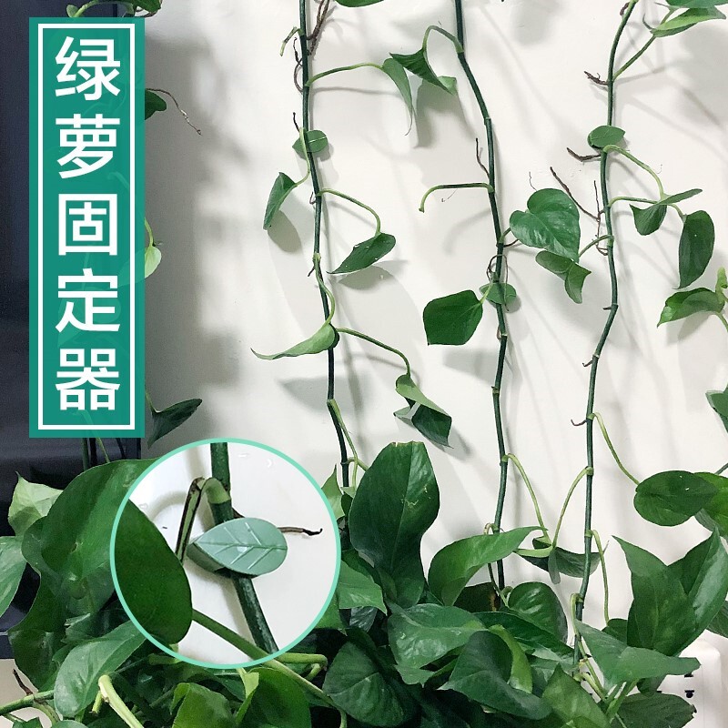 Green Plant Wall Climbing Fixer, Traceless Household Hook Clip for Climbing Wall-Mounted Vines and Plant Shaping Clamp