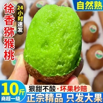 Shaanxi Mei County Xuxiang kiwi fresh seasonal whole box of fruit 10 pounds of green heart kiwi fruit puree kiwi fruit