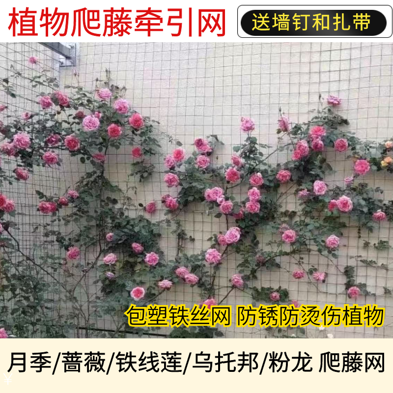 打造空中花园的秘密——月季牵引网与花墙支架的艺术