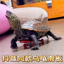 Small Turtle Scooter Finger Fingertip Mini Toy Parrot Skateboard Model Pendentif Shake the same net red pet