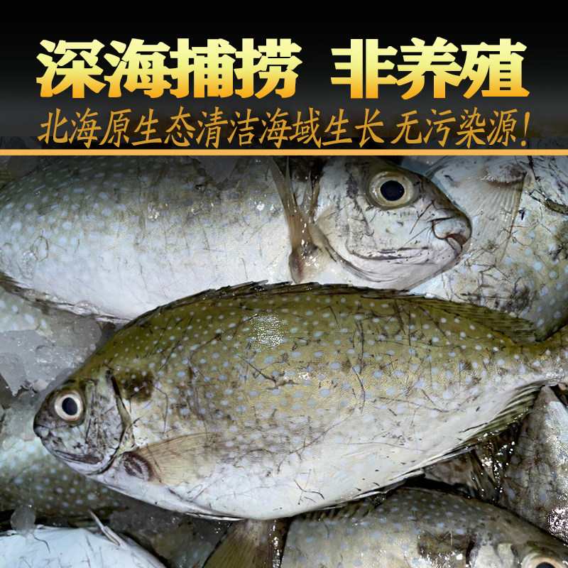 北海泥猛鱼:深海美味,冰鲜大号,如何挑选和享用?-斑鱼-淘宝百科网