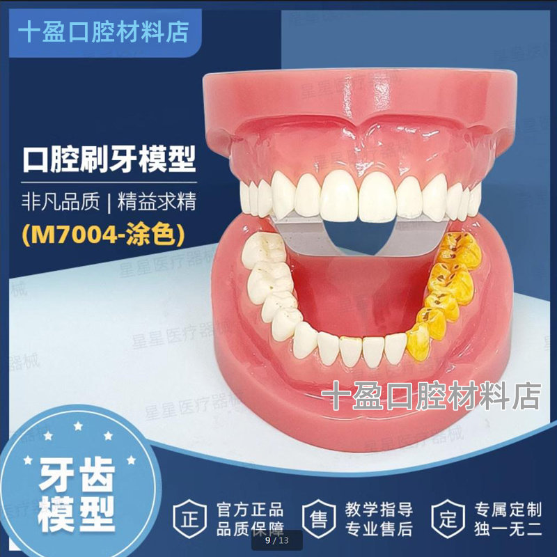 牙齿牙科标准口腔 刷牙模型 全口树脂仿真模拟医生教学 标准牙模
