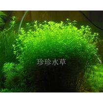 Pearl Grass Aquatic Plant Japanese Pearl Grass (10 branches)-Zhenzhen Aquatic Plant