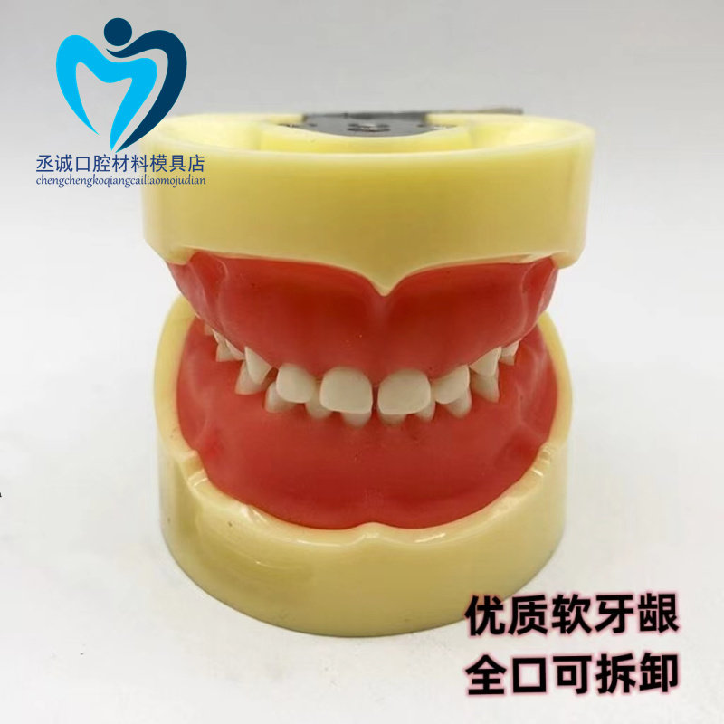 牙科口腔教学儿童备牙模型 牙齿可拆卸 儿童全口24乳牙备牙模型