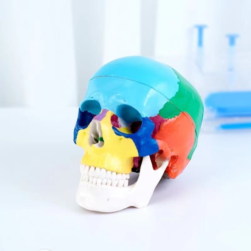 口腔教学彩色头颅模型可拆卸牙科教具 安登特品牌医学头骨标本头模