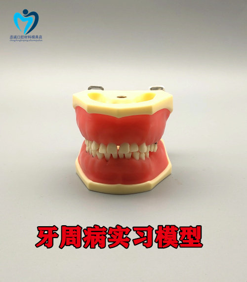牙科 口腔教学展示练习 牙周病实习模型可拆卸软牙龈仿真树脂牙粒
