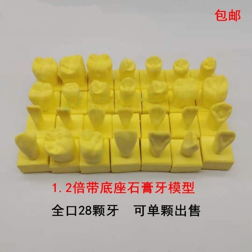 牙科 1倍雕牙参考模型 1.2倍石膏带底座牙模 全口28颗恒牙雕刻