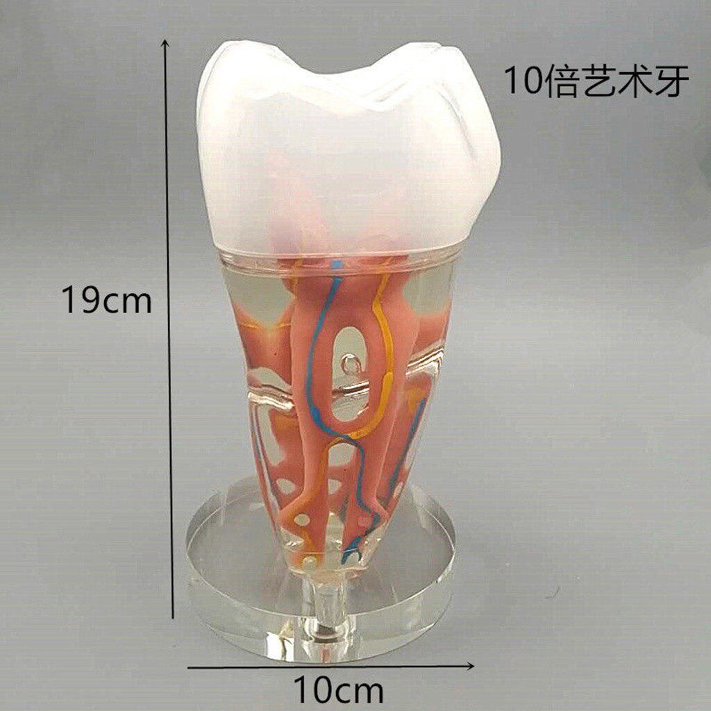 10倍牙齿模型 牙形摆件  口腔牙科教学演示模型 牙医诊所装饰礼品