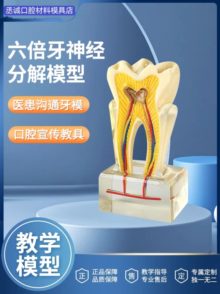 6倍放大口腔护理模型牙齿模型口腔教学练习模型牙科神经分解模型