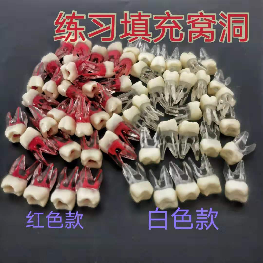 牙科牙医考试练习棍管填充窝洞牙粒模型 带牙根练习开髓牙粒模型