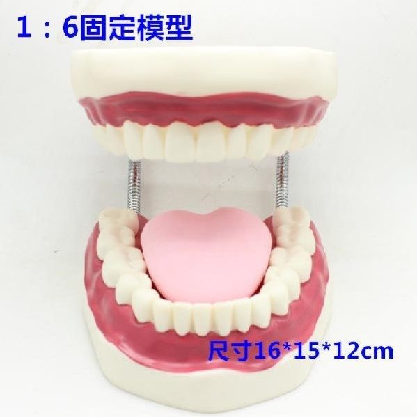 假牙模型模具美牙练习材料口腔牙齿模具口腔模型教具教学幼儿园