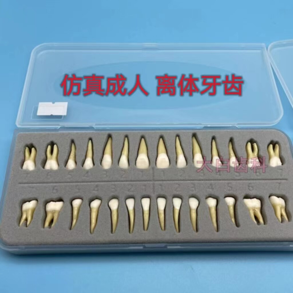 牙科解剖牙齿认识牙齿 28颗带髓腔仿真离体牙双色恒牙模型