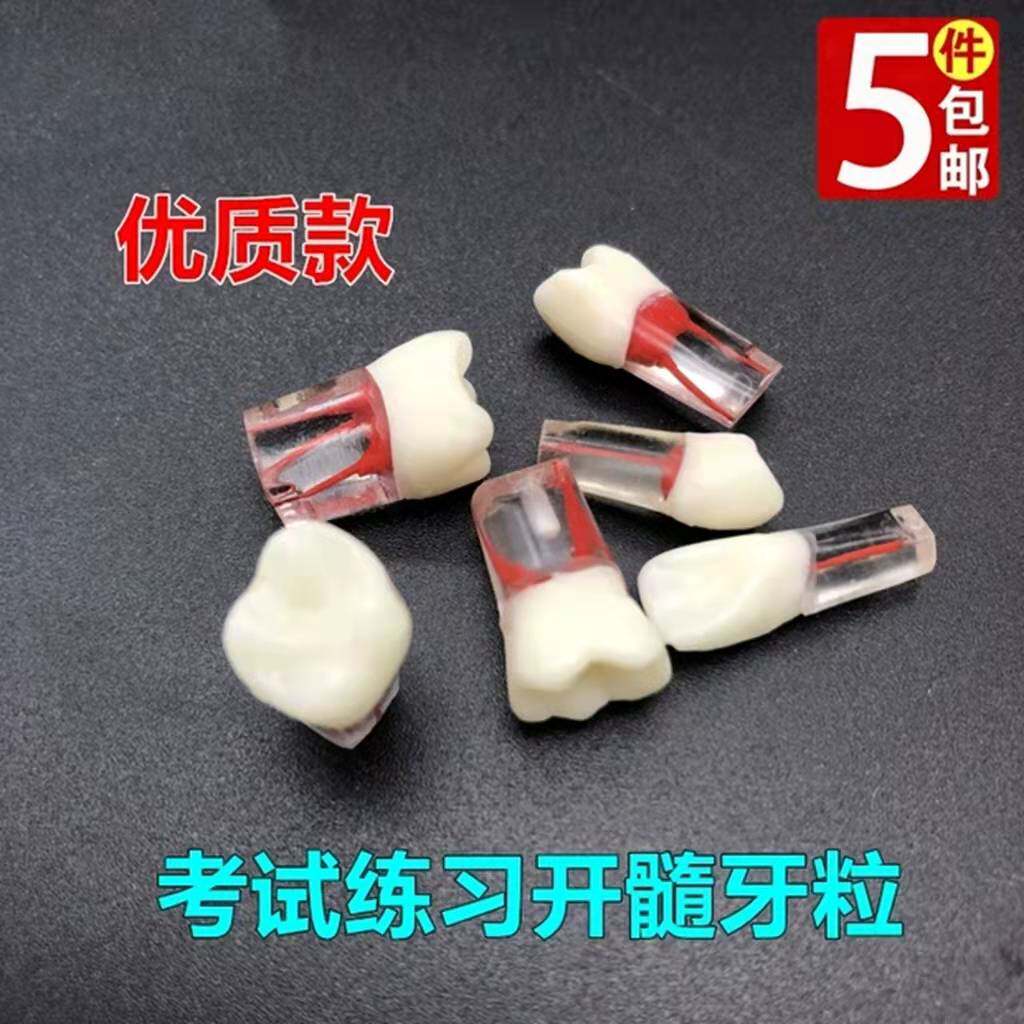 牙科 练习考试用开髓牙粒 带髓腔根管 离体牙模型 树脂牙备牙车针