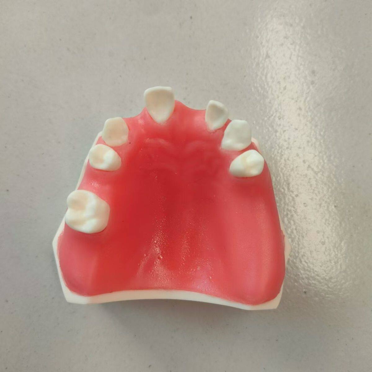 EZgo品牌牙科种植练习口腔模型 上颌牙齿教学训练器材 商用牙医模拟模型