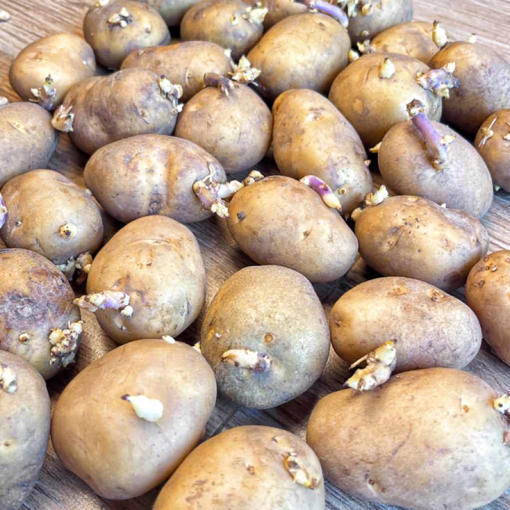 秋天播种，恩施地道黄心洋芋，带芽土豆带你找回纯正农味Potato 🌱_秋天服装_淘宝服装网