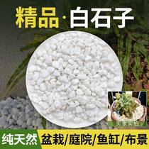 Small white pebbles succulent paving stones flowers pebbles rain flowers stone fish tanks landscaping potted plants courtyard paving