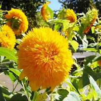 玩具熊向日葵50粒+肥 【买2送1】