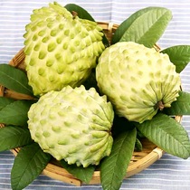 Hainan milk pineapple custard apple fresh large fruit Hainan Buddha head fruit seasonal fresh fruit now picked SF 5 pounds