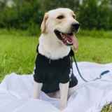 Большая собачья одежда осень и зимний лабрадор золотой хлопок среднего размера большие собаки зимние питомцы зимняя одежда зимняя одежда