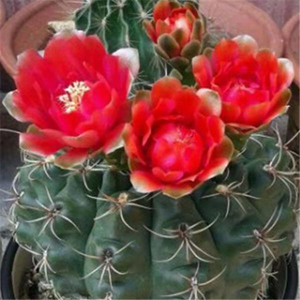 2021 extra-large red flower jade will bloom cactus indoor office desktop potted air purification anti-radiation