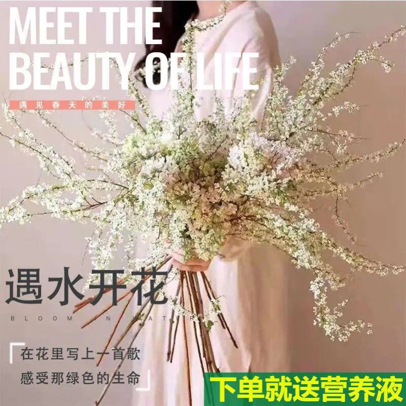 Dried branches insert water flowering dry branches meet water flowering dry branches flower hydroponic dead branches soaked water flowering dry branches true flowers snow willow